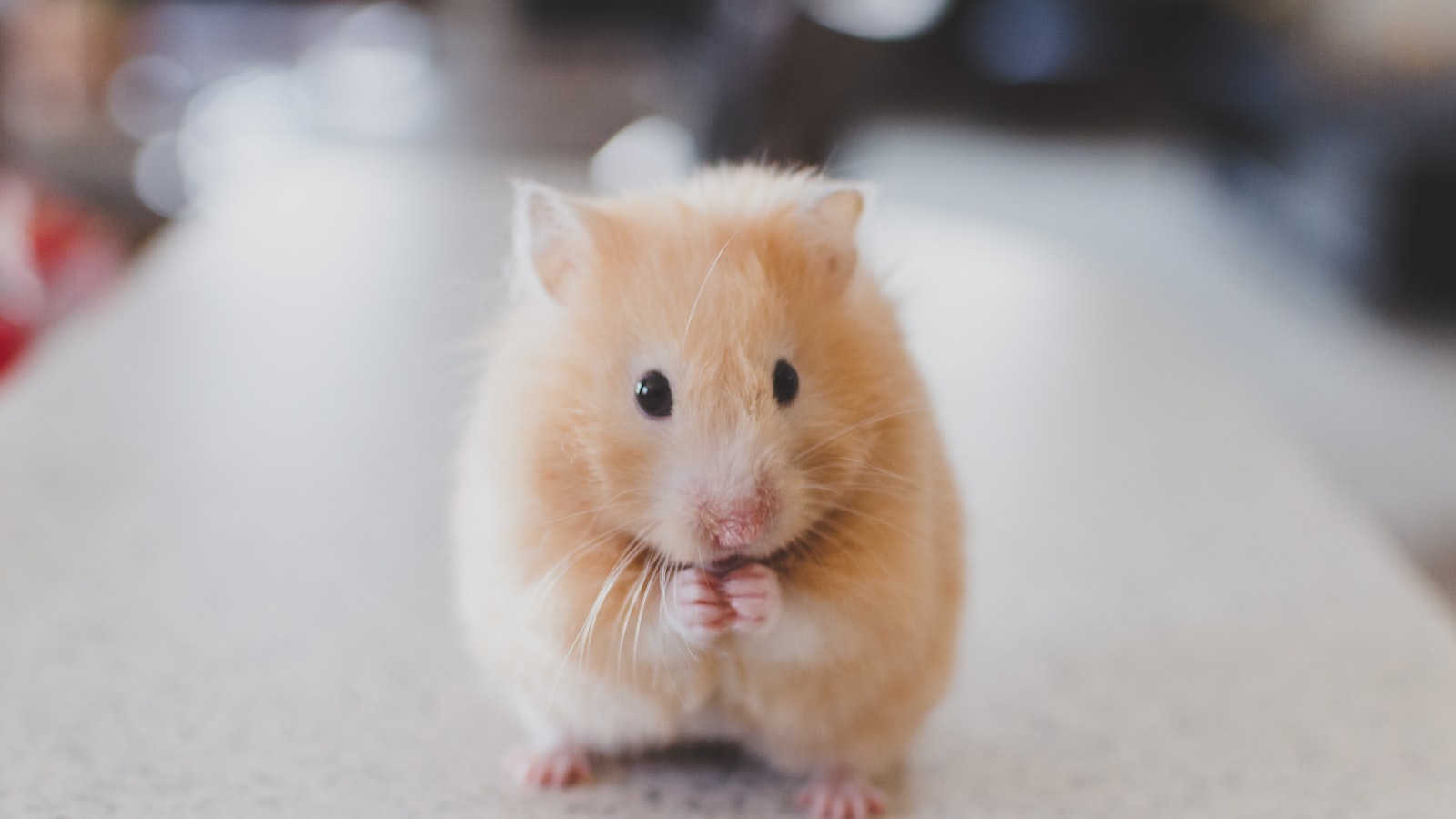 A small puppy standing on a wooden floor indoors.