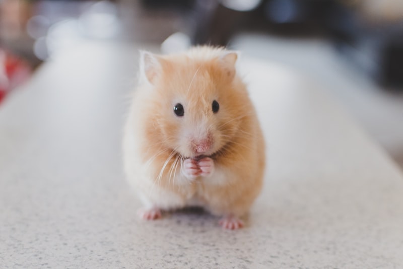 A small puppy standing on a wooden floor indoors.
