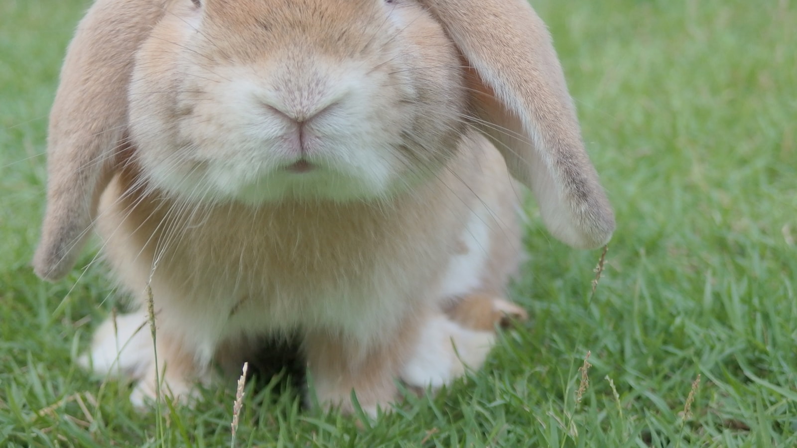 A tan lop-eared rabbit sitting on grass and looking toward the camera.