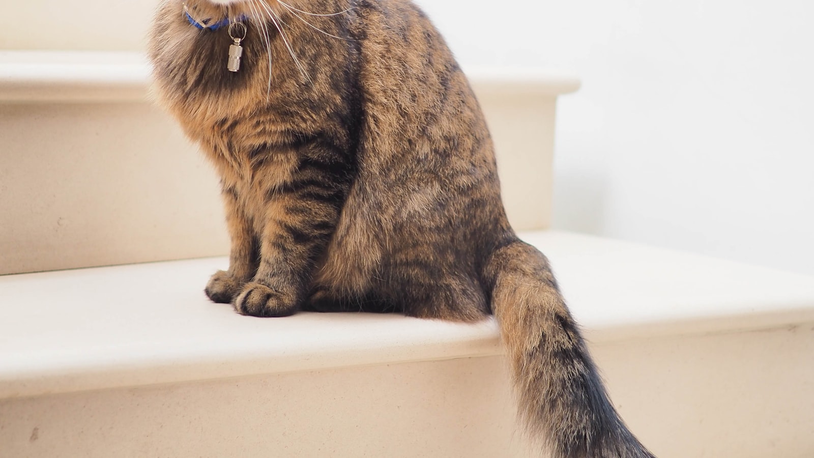 A curious cat stretching indoors near household furniture.