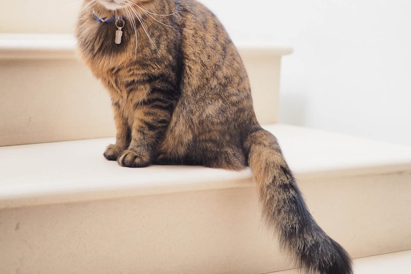 A curious cat stretching indoors near household furniture.