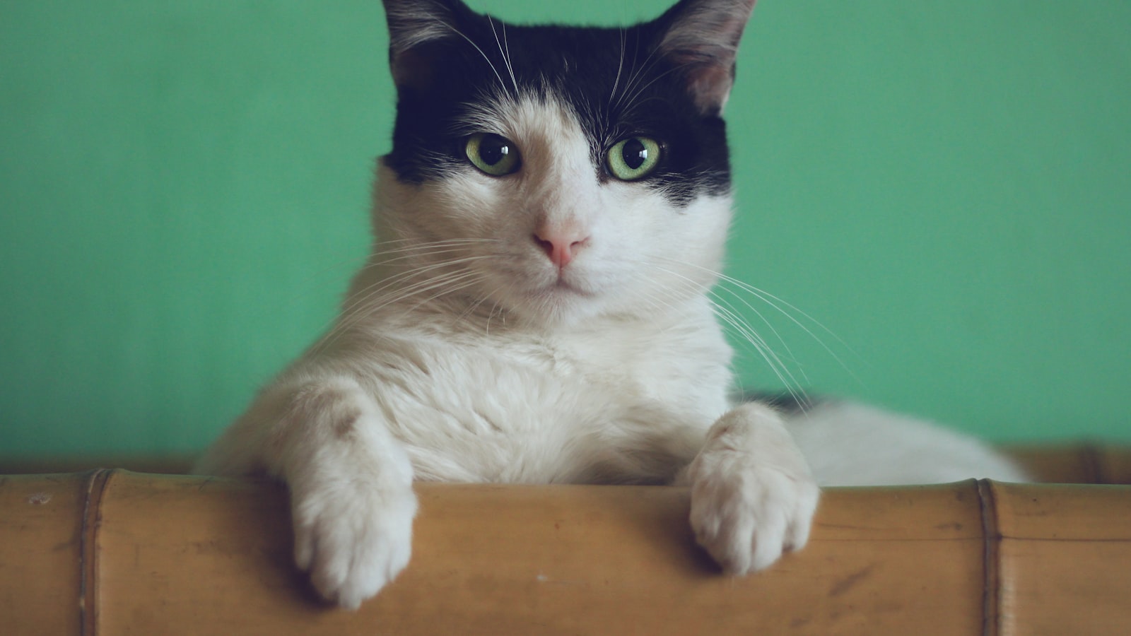A relaxed cat resting indoors and looking upward.
