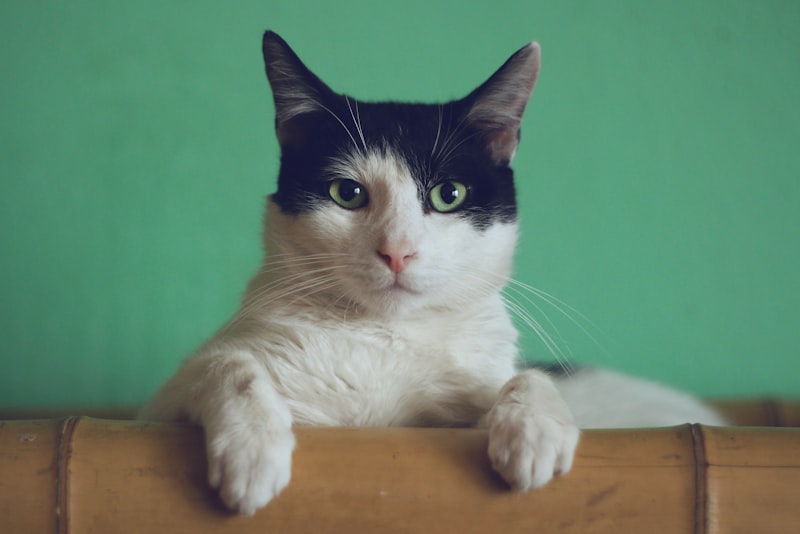 A relaxed cat resting indoors and looking upward.