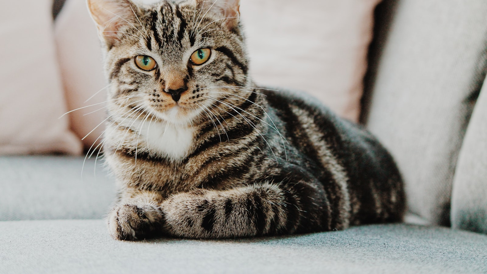 A ginger cat sitting calmly and looking toward the camera.