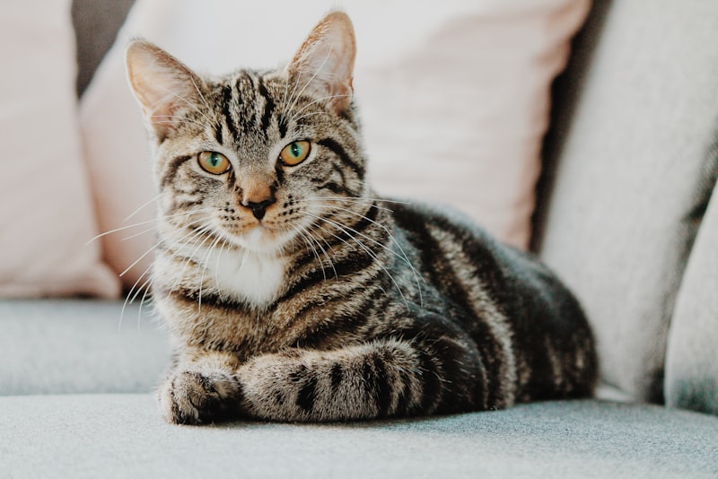 A ginger cat sitting calmly and looking toward the camera.