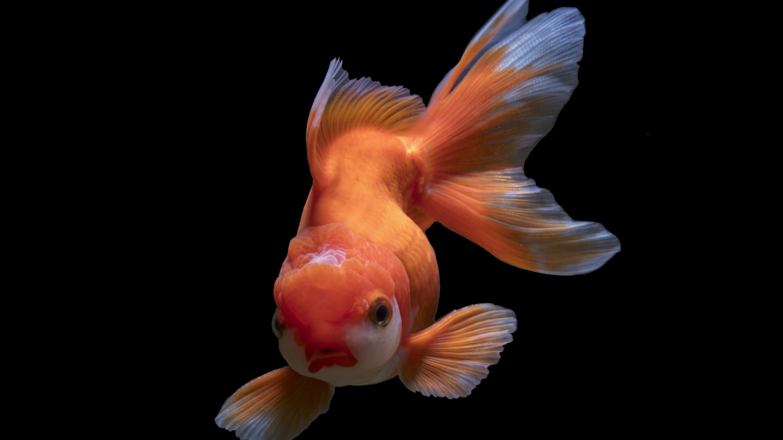 An orange fancy goldfish swimming against a dark background.