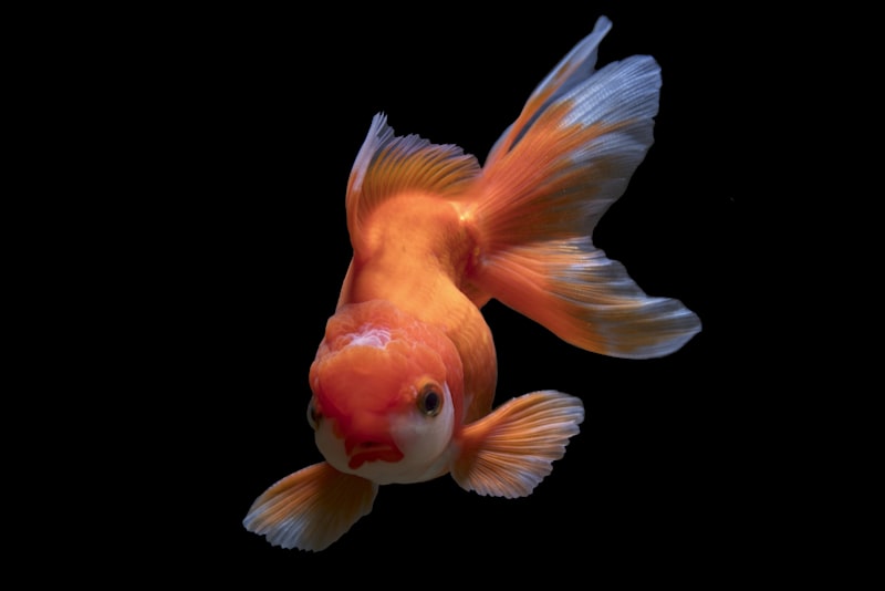 An orange fancy goldfish swimming against a dark background.