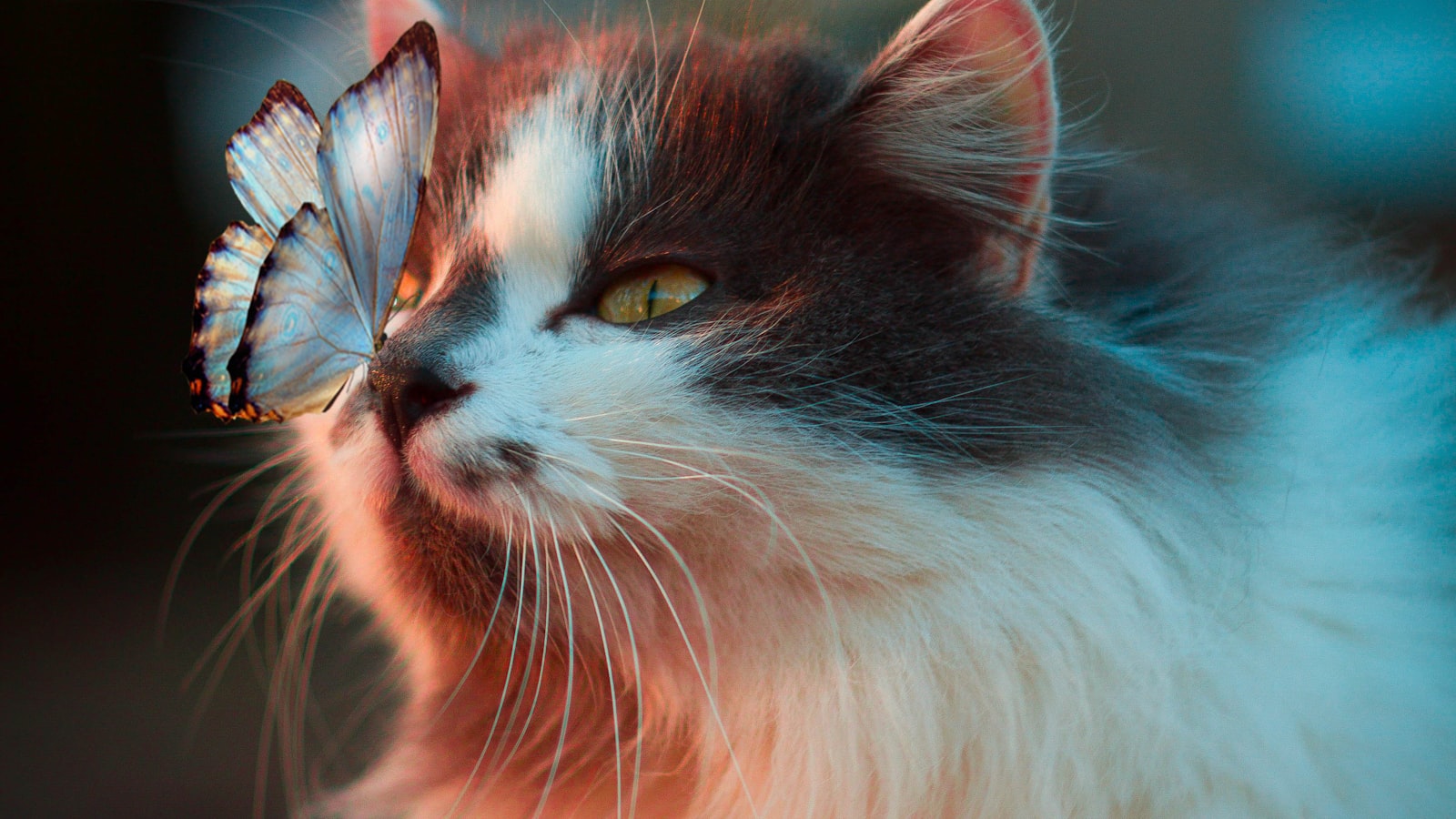 A close-up of a cat's face and alert eyes.