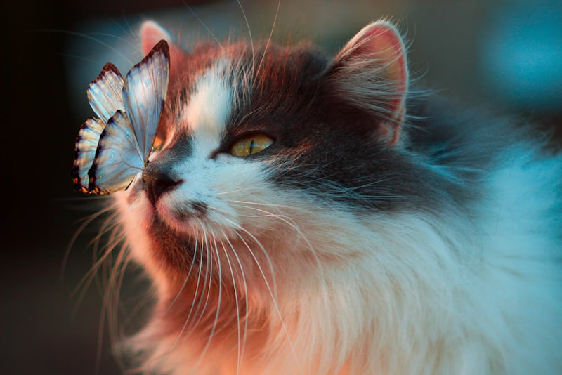 A close-up of a cat's face and alert eyes.