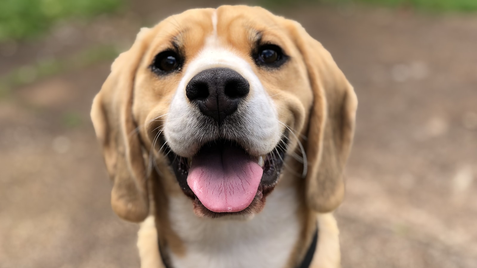A close portrait of a dog's face, eyes, and ears outdoors.