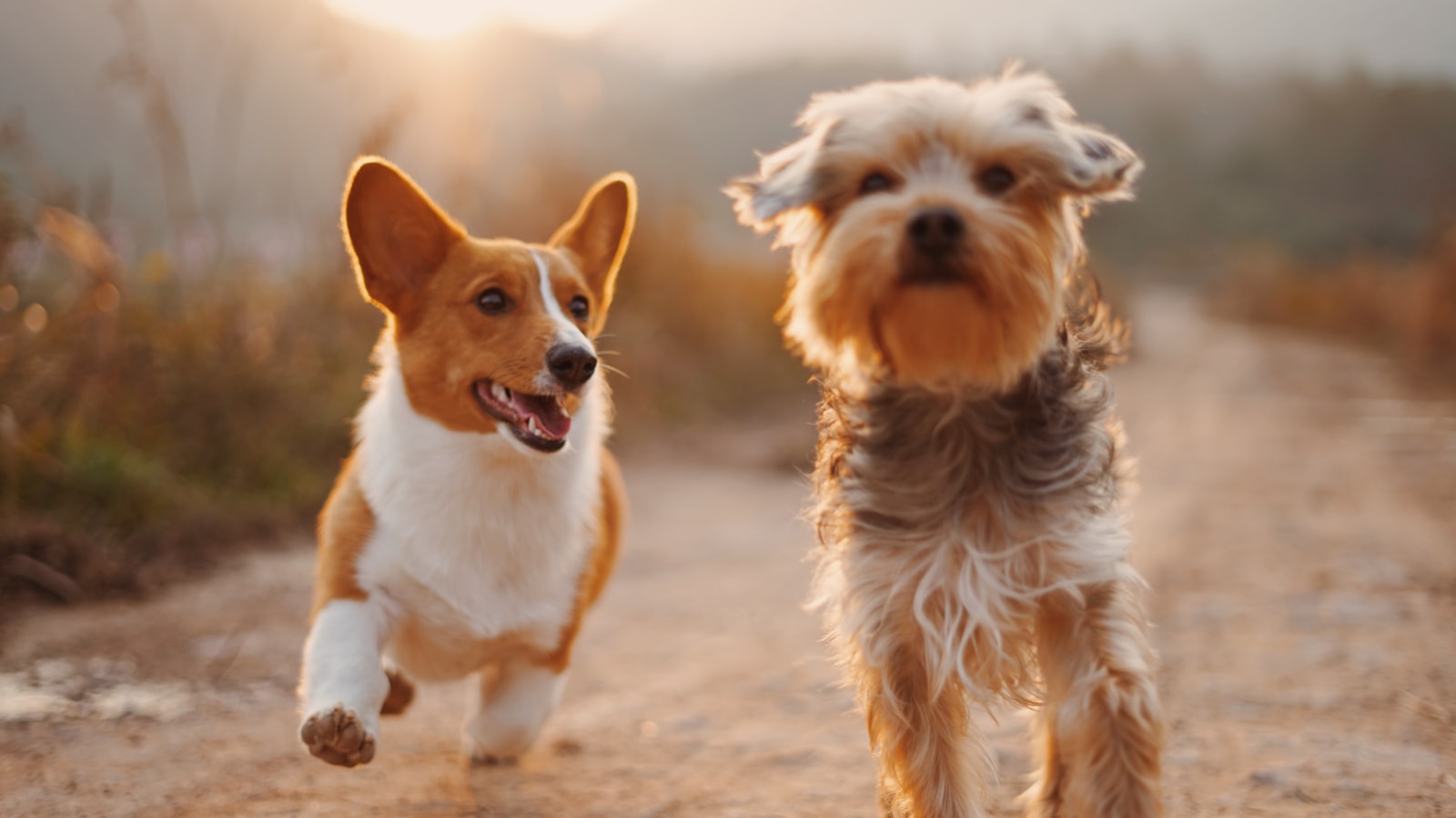 A person walking two dogs along a path on a bright day.