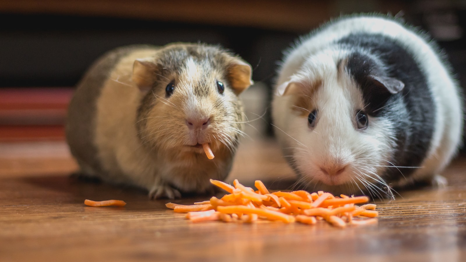 Two guinea pigs eating shredded carrot on a wooden floor.