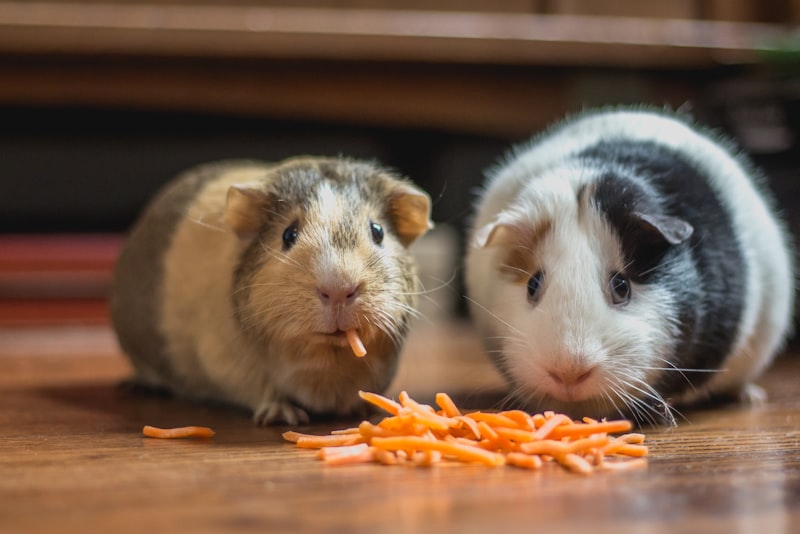 Two guinea pigs eating shredded carrot on a wooden floor.