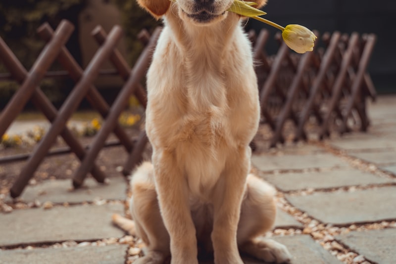 A young golden puppy sitting on grass and looking up attentively.
