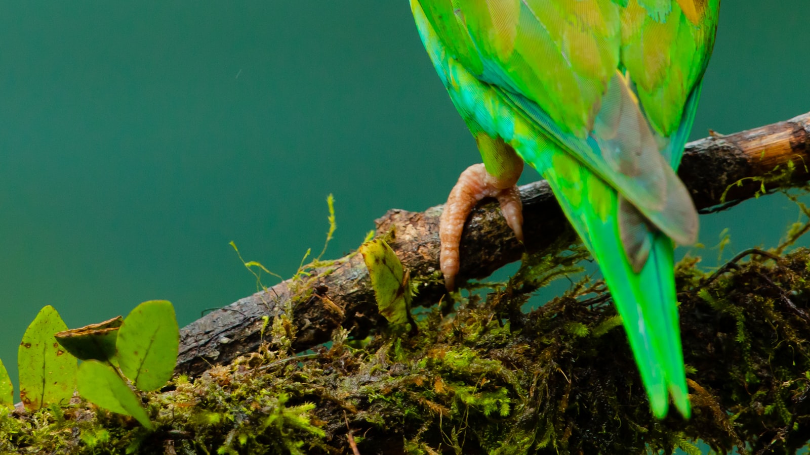 A small green parrot perched on a mossy branch.