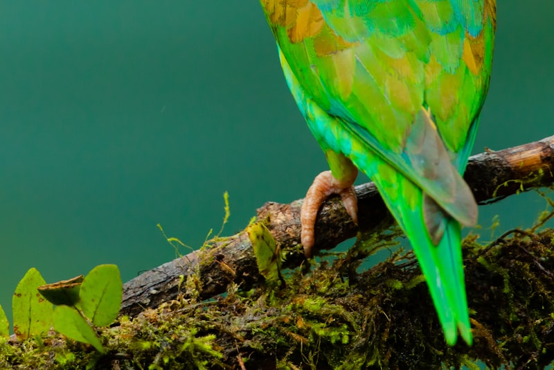 A small green parrot perched on a mossy branch.