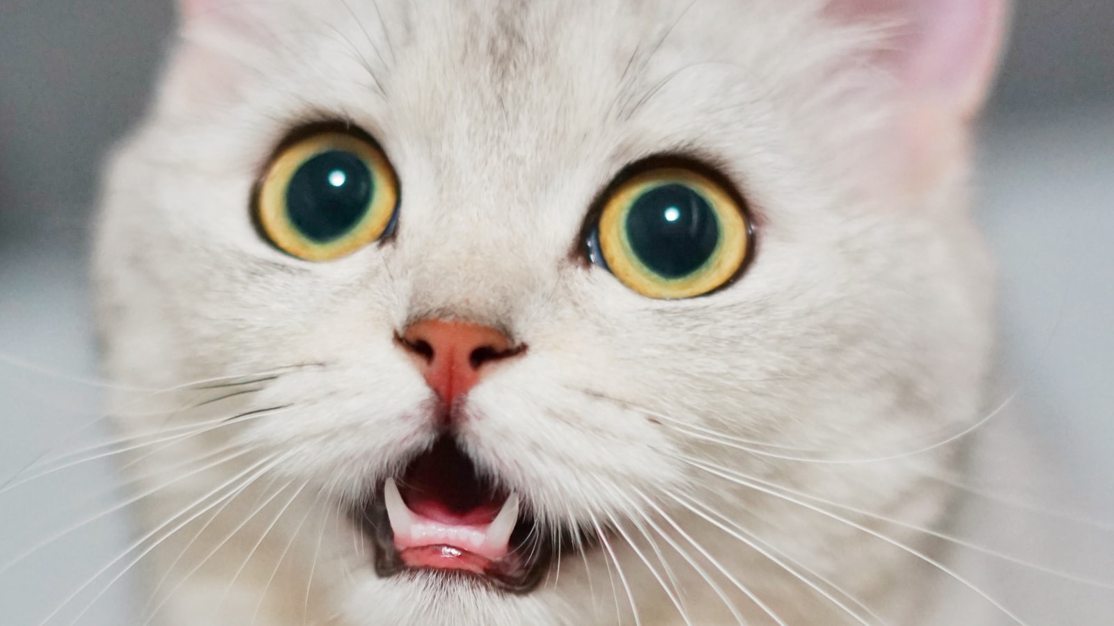 A young cat sitting and looking toward the camera indoors.