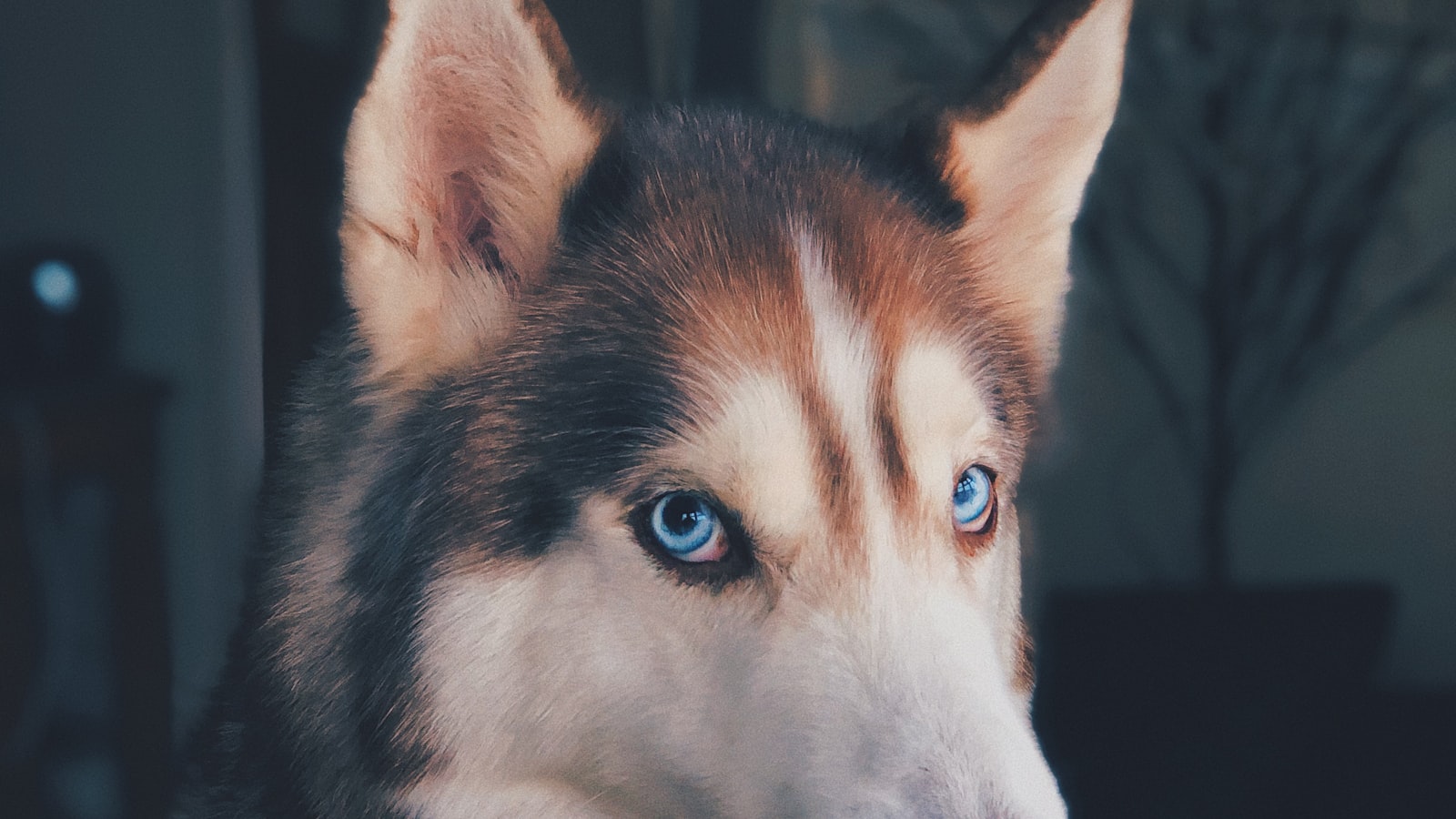 A dog sitting alert outdoors with its mouth open mid-bark.