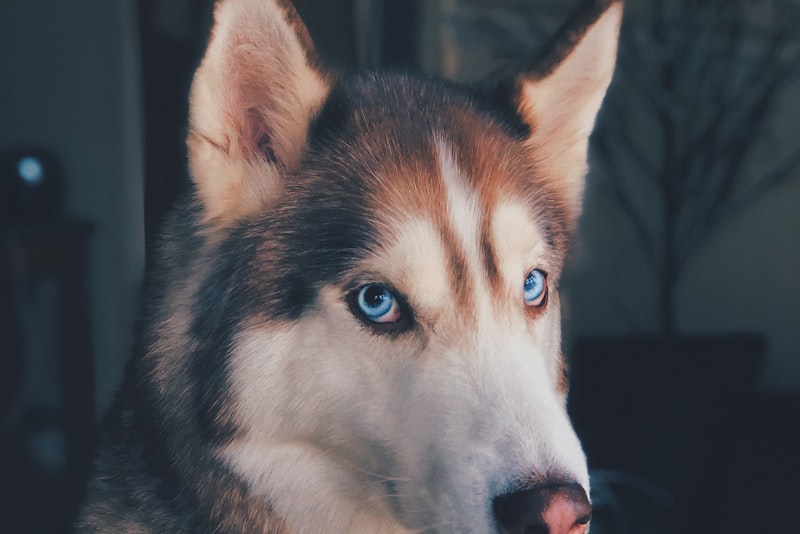 A dog sitting alert outdoors with its mouth open mid-bark.