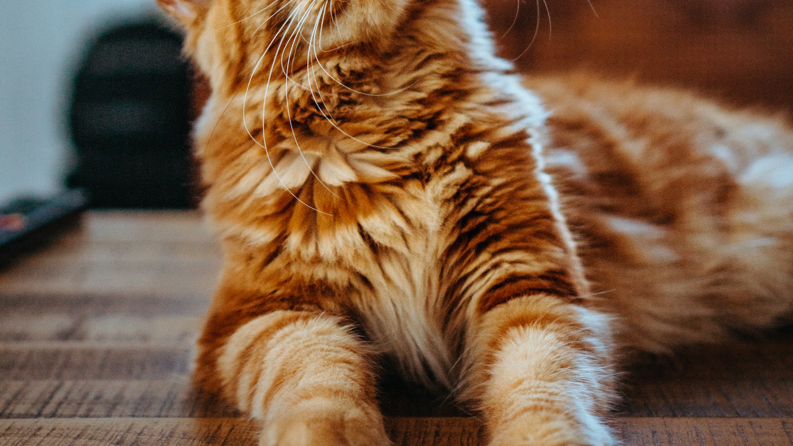 An alert cat crouched low and watching intently indoors.