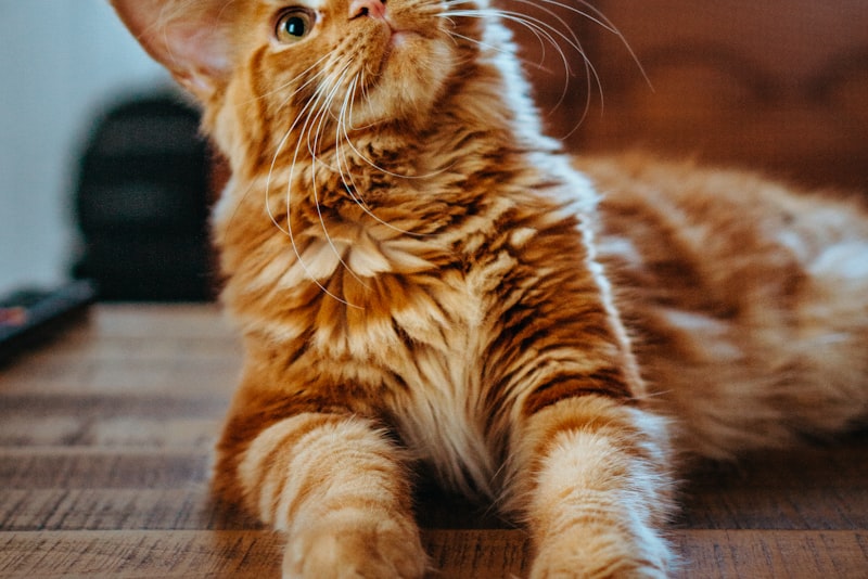 An alert cat crouched low and watching intently indoors.
