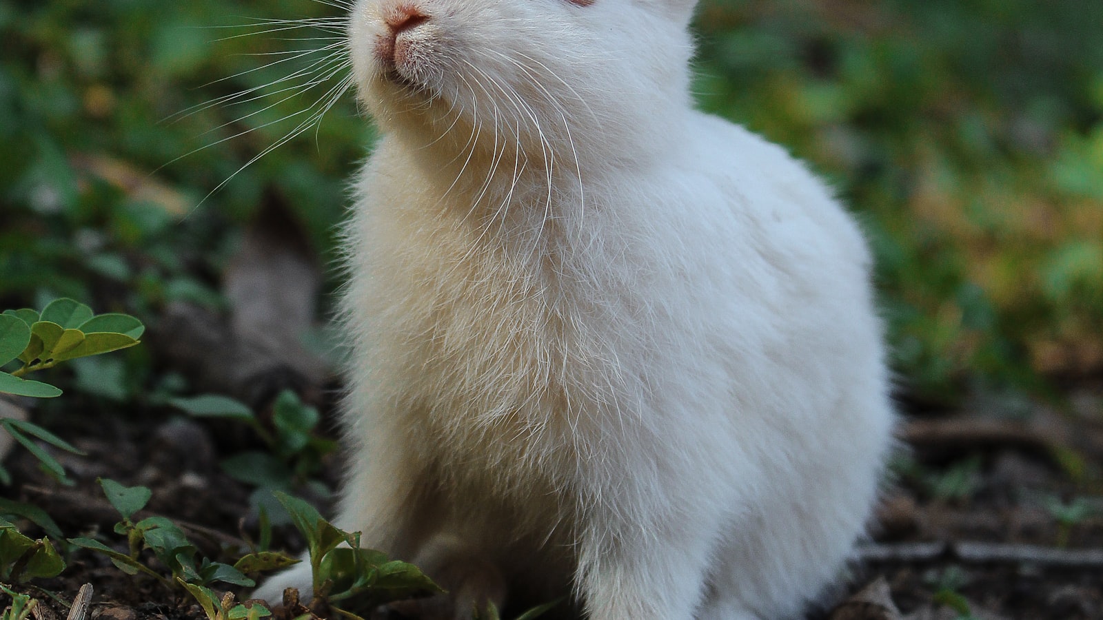 A young white rabbit sitting on grass in a garden.