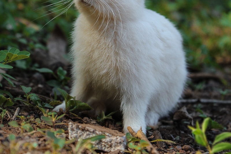 A young white rabbit sitting on grass in a garden.