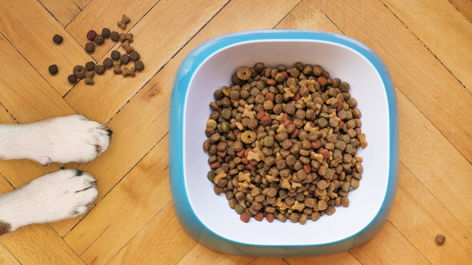 A dog waiting patiently beside a full food bowl on a kitchen floor.