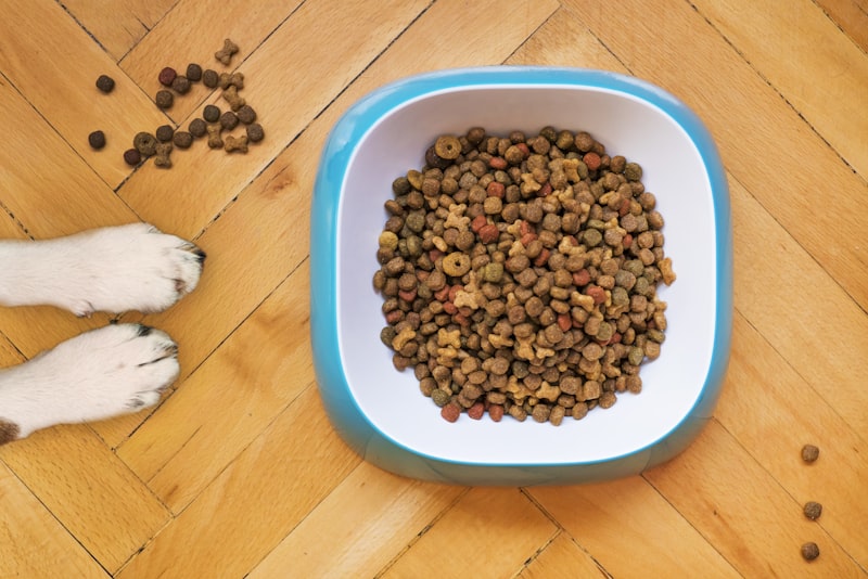 A dog waiting patiently beside a full food bowl on a kitchen floor.