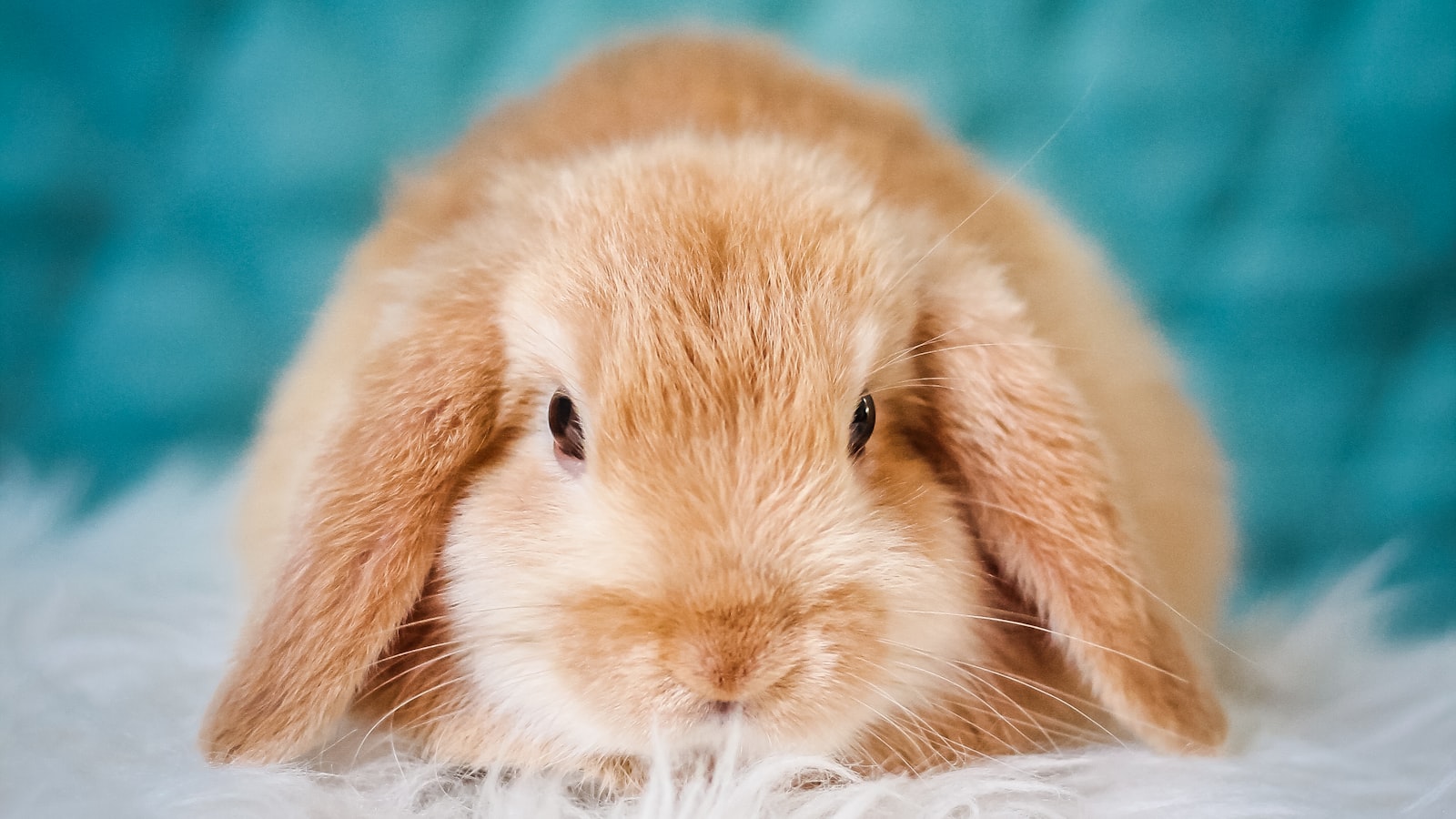 A tan lop-eared rabbit resting on a soft white blanket.