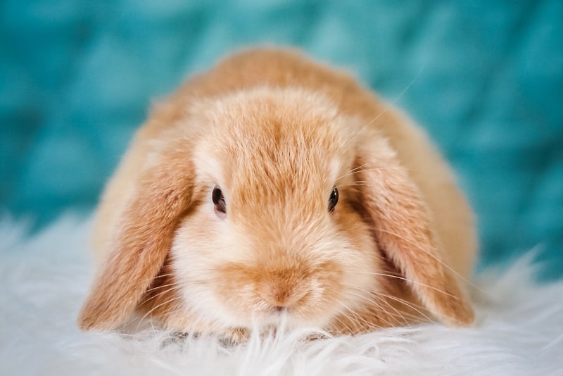 A tan lop-eared rabbit resting on a soft white blanket.